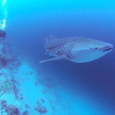 Unwind Dhigurah Otel Dhigurah  Dış mekan fotoğraf